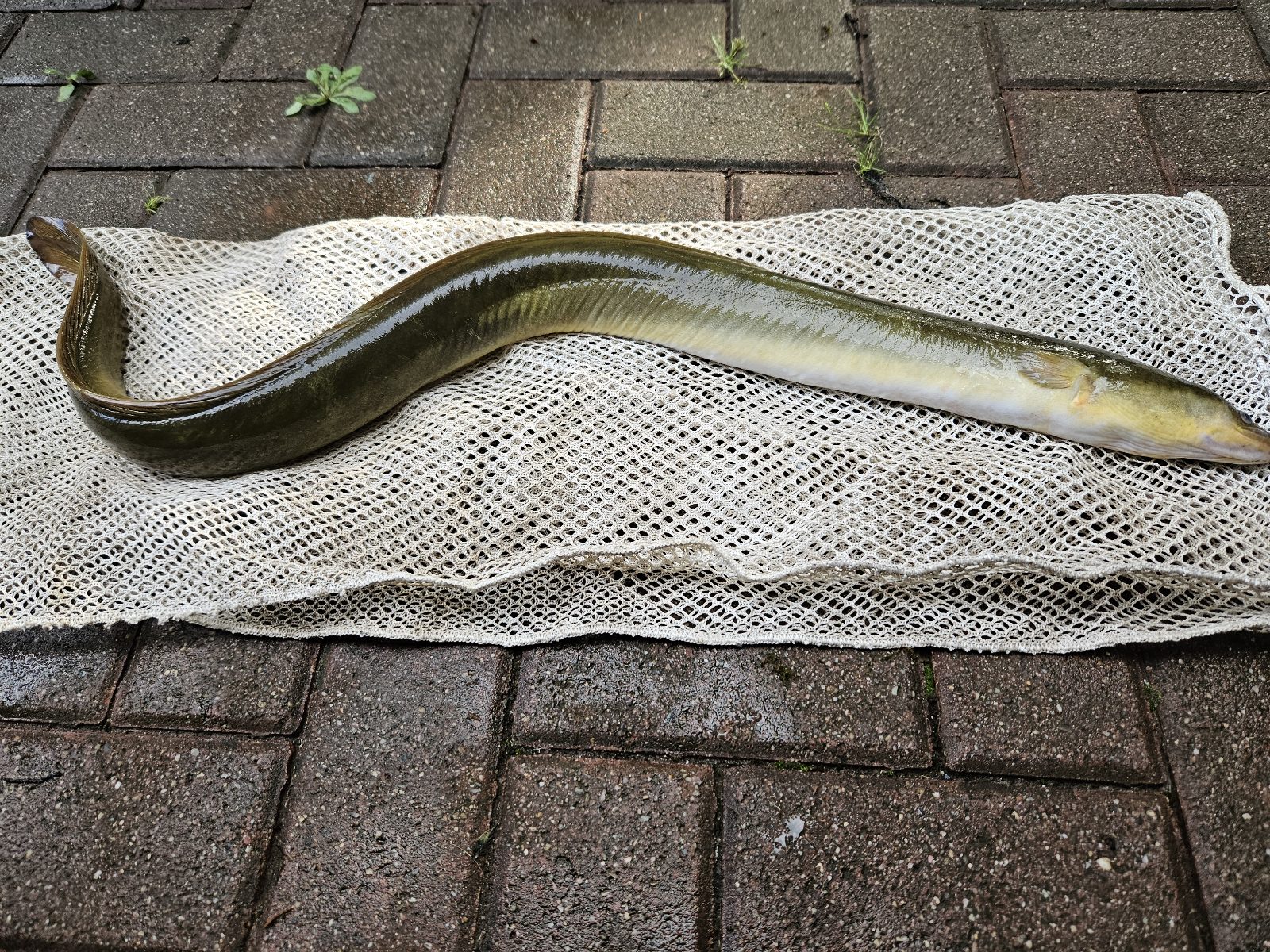 Großes Fischernetz im Einsatz